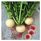 photo: You can buy Watermelon Radish Seeds | Heirloom & Non-GMO Vegetable Seeds | Radish Seeds for Planting Home Outdoor Gardens | Planting Instructions Included with Each Packet online, best price $6.95 new 2024-2023 bestseller, review