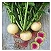 photo Watermelon Radish Seeds | Heirloom & Non-GMO Vegetable Seeds | Radish Seeds for Planting Home Outdoor Gardens | Planting Instructions Included with Each Packet 2024-2023