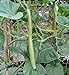 foto Portal Cool 60 Samen der Lange sizilianische Zucchini 2024-2023