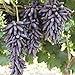 photo 30pcs Finger Grape Seeds Advanced Fruit Natural Growth Sweet Gardening Plants 2024-2023