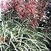 photo 10 RED MAIDEN GRASS Miscanthus Sinensis Plumes Ornamental Flower SeedsComb S/H 2024-2023