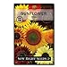 photo Sow Right Seeds - Large Full-Color Packet of Mixed Sunflower Seed to Plant - Non-GMO Heirloom - Instructions for Planting - Wonderful Gardening Gift (1) 2024-2023