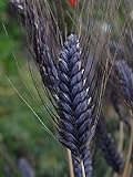 photo: You can buy 30 Wheat Seeds- Black Knight -Ornamental Grass,Black Seed Heads online, best price $1.95 new 2024-2023 bestseller, review