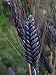 photo 30 Wheat Seeds- Black Knight -Ornamental Grass,Black Seed Heads 2024-2023