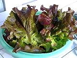 photo: You can buy Red Romaine Lettuce Seeds- Heirloom- 2,000+ Seeds by Ohio Heirloom Seeds online, best price $4.59 new 2024-2023 bestseller, review