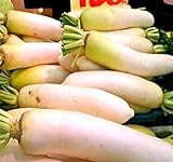 photo: You can buy Big Pack - (3,000) Japanese Daikon - Daikon Radish Seeds - Japanese Radish - Non-GMO Seeds by MySeeds.Co (Big Pack - Daicon Radish) online, best price $8.95 new 2024-2023 bestseller, review