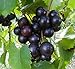 photo 15 Seeds of Purple Black Muscadine Grape 2024-2023