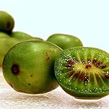 photo: You can buy Hardy Kiwi Seeds (Actinidia arguta) 20+ Rare Cold-Tolerant Tropical Fruit Seeds in FROZEN SEED CAPSULES for The Gardener & Rare Seeds Collector - Plant Seeds Now or Save Seeds for Years online, best price $14.95 new 2024-2023 bestseller, review