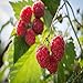 photo Killarney Raspberry - 1 Red Raspberry Plant - Everbearing - Organic Grown - 2024-2023