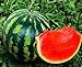 photo Seeds4planting - Seeds Watermelon Crimson Sweet Giant Heirloom Vegetable Non GMO 2024-2023