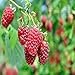 photo Boyne Raspberry - 5 Golden Raspberry Plants - Everbearing - Organic Grown - 2024-2023