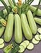 photo Seeds Squash Zucchini Aspirant 38 Days White Bush Vegetable for Planting Heirloom Non GMO 2024-2023