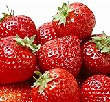 photo: You can buy 100 Pcs Strawberry Seeds - Strawberry Seeds for Planting Outdoor - Non GMO - High Germination - High Yield - Sweet and Melt in The Mouth - Heirloom Fruit Seed online, best price $10.86 ($0.11 / Count) new 2024-2023 bestseller, review
