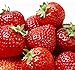 photo 100 Pcs Strawberry Seeds - Strawberry Seeds for Planting Outdoor - Non GMO - High Germination - High Yield - Sweet and Melt in The Mouth - Heirloom Fruit Seed 2024-2023