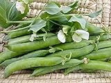 photo: You can buy David's Garden Seeds Pea Shelling Green Arrow 2244 (Green) 100 Non-GMO, Heirloom Seeds online, best price $3.45 new 2024-2023 bestseller, review
