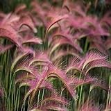 photo: You can buy 100 Seeds/Bag Pink Foxtail Barley Ornamental Grass Seeds Home Garden Seeds online, best price $13.99 ($0.14 / Count) new 2024-2023 bestseller, review