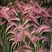 photo 100 Seeds/Bag Pink Foxtail Barley Ornamental Grass Seeds Home Garden Seeds 2024-2023