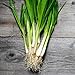 photo 250+ Seeds of White Tokyo Long Bunching Onion, Allium fistulosum, Non-GMO, Untreated, Open Pollinated, Japanese Heirloom Seeds 2024-2023