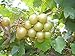 photo Pixies Gardens Tara Muscadine Grape Vine Shrub Live Fruit Plant for Planting - Bronze Colored Quality Fruit On Fast Growing (1 Gallon - Set of 2 Potted) 2024-2023