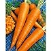 photo Sow No GMO Carrot Danvers 126 Non GMO Heirloom Sweet Crunchy Vegetable 100 Seeds 2024-2023