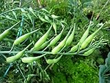 photo: You can buy Rat-Tailed Radish Seeds - An Extremely Old Heirloom Variety,From Eastern Asia.(200 Seeds) online, best price $8.83 new 2024-2023 bestseller, review