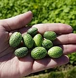 photo: You can buy Thumb Watermelon Seeds for Planting-300 Seeds online, best price $6.99 new 2024-2023 bestseller, review