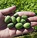 photo Thumb Watermelon Seeds for Planting-300 Seeds 2024-2023