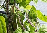 photo: You can buy Dragon's Tongue Bush Bean Seeds (Dragon Langerie), 25 Heirloom Seeds Per Packet, Non GMO Seeds, Scientific Name: Phaseolus vulgaris, Isla's Garden Seeds online, best price $5.99 ($0.24 / Count) new 2024-2023 bestseller, review