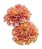 photo: You can buy Burpee Strawberry Blonde Marigold Seeds 50 seeds online, best price $9.70 ($0.19 / Count) new 2024-2023 bestseller, review