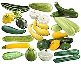 photo: You can buy This is a Mix!!! 50+ Zucchini and Squash Mix Seeds 12 Varieties Non-GMO Delicious Grown in USA. Rare, Super Profilic online, best price $6.79 ($0.14 / Count) new 2024-2023 bestseller, review