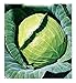 foto Semillas de col de Copenhague - verduras - brassica oleracea - cp002 - las mejores semillas de plantas - flores - frutas raras - coliflores - idea de regalo original - 3300 semillas aproximadamente 2024-2023