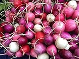 photo: You can buy Radish Easter Rainbow Mix Seeds Choose Your Packet Size Easy Grow Heirloom Microgreens and Sprouting bin286 (250 Seeds) online, best price $2.99 new 2024-2023 bestseller, review