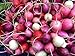 photo Radish Easter Rainbow Mix Seeds Choose Your Packet Size Easy Grow Heirloom Microgreens and Sprouting bin286 (250 Seeds) 2024-2023
