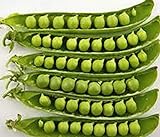 photo: You can buy Pea Seed, Sugar Daddy, Heirloom, Non GMO, 20 Seeds, Perfect Peas online, best price $1.99 new 2024-2023 bestseller, review