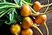 foto Remolacha naranja 500 piezas semillas de remolacha azúcar semillas de verduras no GMO para la plantación de jardín en casa fácil de cuidar principiantes adecuados 2024-2023