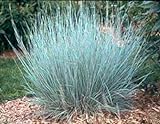 photo: You can buy 500 Little Bluestem Ornamental Grass Seeds, Schizachyrium scoparium online, best price $4.95 new 2024-2023 bestseller, review