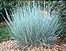 photo 500 Little Bluestem Ornamental Grass Seeds, Schizachyrium scoparium 2024-2023