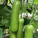 photo: You can buy S-pone 20+ Long Bottle Gourd Seeds Edible Asian Indian Opo Squash Dudi Calabash Long Melon online, best price $9.00 new 2024-2023 bestseller, review