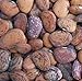 photo Jackson Wonder Butterbean Bush Lima Bean Seed Heirloom Beans 25 Count Seeds 2024-2023