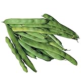photo: You can buy Burpee Roma II Bush Bean Seeds 2 ounces of seed online, best price $6.63 ($3.32 / Ounce) new 2024-2023 bestseller, review
