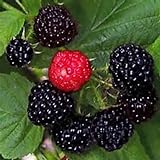 photo: You can buy Black Raspberry Bush Seeds! SWEET DELICIOUS FRUIT online, best price $3.49 new 2024-2023 bestseller, review