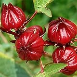 photo: You can buy Red Roselle Seeds (Hibiscus sabdariffa) Packet of 50 Seeds online, best price $7.97 ($0.16 / Count) new 2024-2023 bestseller, review