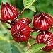photo Red Roselle Seeds (Hibiscus sabdariffa) Packet of 50 Seeds 2024-2023