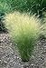 photo Mexican Feather Grass Pony Tails Ornamental Stipa Tenuissima Seeds Wind Whisp Jocad (25 Seeds) 2024-2023