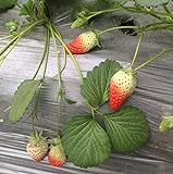 photo: You can buy Heirloom Red Strawberry 200+ Seeds online, best price $7.50 ($0.04 / Count) new 2024-2023 bestseller, review