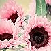 foto 15 semillas de girasol rosa – semillas de flores de jardín, bonsái, decoración del hogar y la oficina 2024-2023