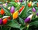 photo NIKA SEEDS - Vegetable Ornamental Pepper Mix Indoor Decorative Rainbow Plant - 30 Seeds 2024-2023