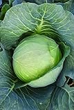 photo: You can buy Burpee Brunswick Cabbage Seeds 260 seeds online, best price $6.00 new 2024-2023 bestseller, review