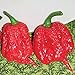 photo Carolina Reaper Hot Peppers (Red) World's Hottest Pepper Seeds (20+ Seeds) | Non GMO | Vegetable Fruit Herb Flower Seeds for Planting | Home Garden Greenhouse Pack 2024-2023