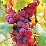 photo: You can buy Van Zyverden 83721 Grapes Flame seedless Set of 1 Fruit-Plants, 2 Year, Greenish online, best price $14.99 new 2024-2023 bestseller, review